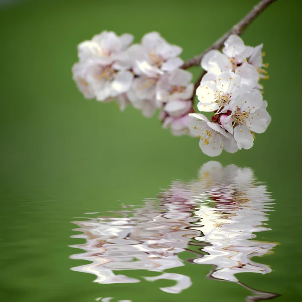 Frühlingsblüher — Stockfoto