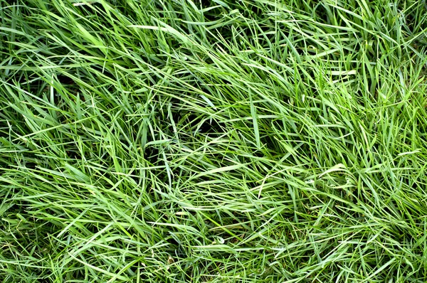 Gür yeşil çim — Stok fotoğraf