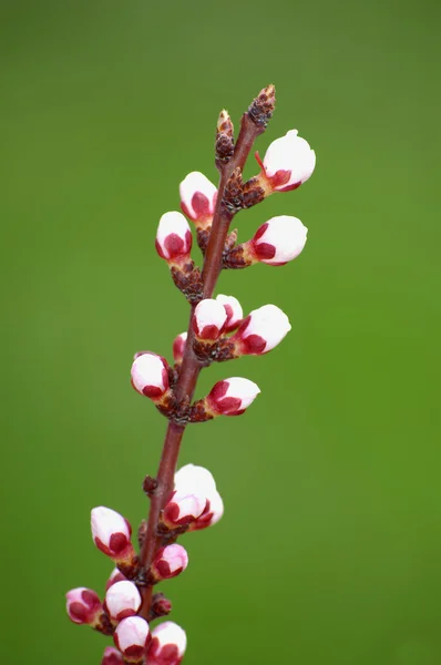 Fleurs de printemps — Photo