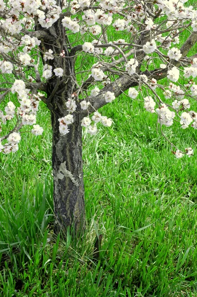 Las flores primaverales en el árbol — Foto de Stock