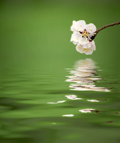 Spring blossoms — Stockfoto