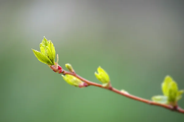 Hojas de primavera — Foto de Stock