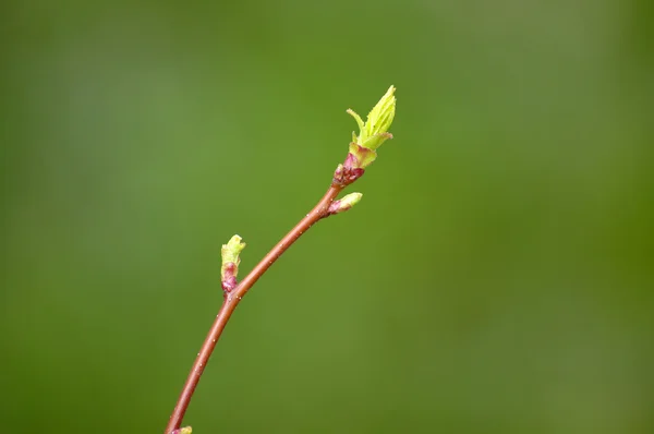 Spring Leaf — Stock Photo, Image