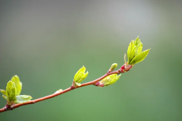 Spring Leaves — Stock Photo, Image