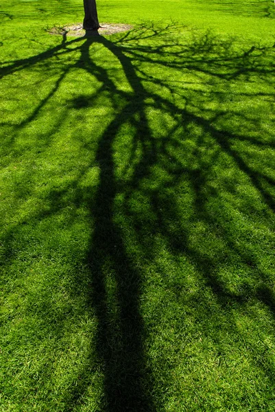 Δέντρο σκιά — Φωτογραφία Αρχείου