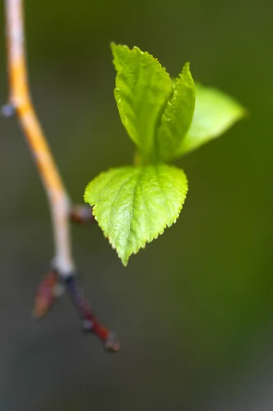 Jarní listí — Stock fotografie