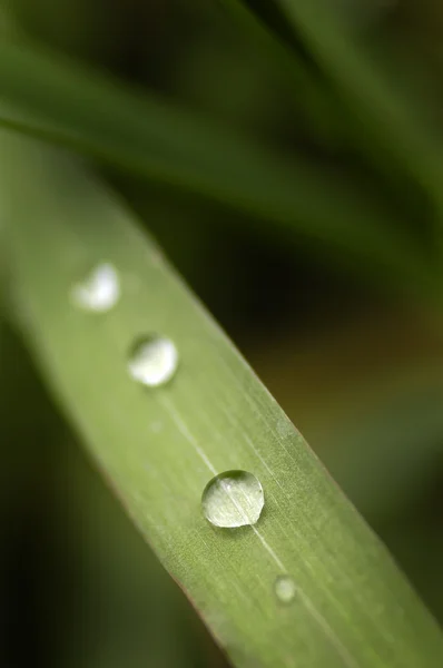 봄 잔디와 물방울 — 스톡 사진