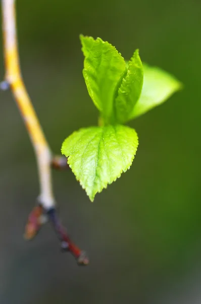 Spring Leaf — Stock Photo, Image