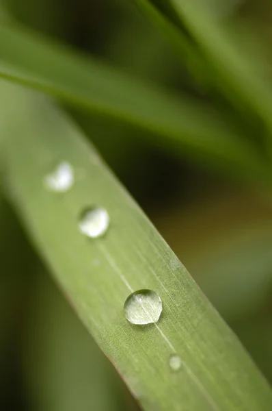 春の草と水滴 — ストック写真