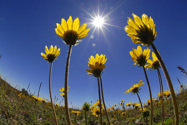 Sommartid blommor — Stockfoto