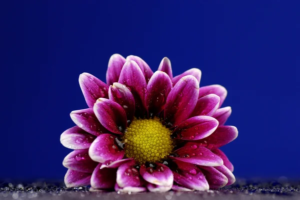 Свіже Квітка весни — стокове фото