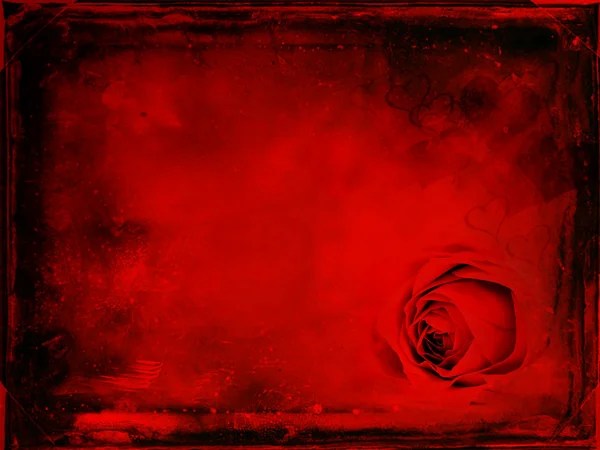 Walentynki róża — Zdjęcie stockowe