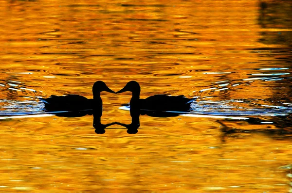 Pato Silhouetted na lagoa dourada — Fotografia de Stock