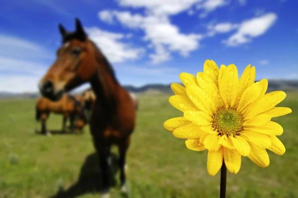 Koně v poli se žlutým jarní květ — Stock fotografie