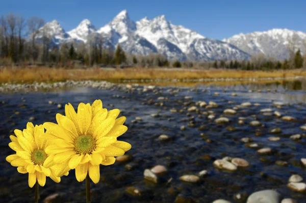 Grand Tetons in spring with yellow flowers — Stock Photo, Image