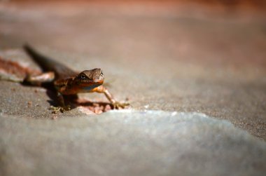 LizZarD güneşli