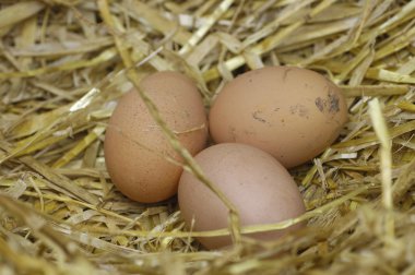 Serbest çiftlik yumurtaları