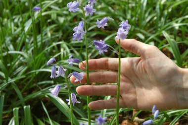 Bluebells holding