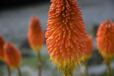 Kniphofia kırmızı sıcak poker