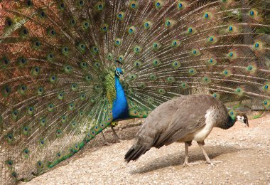 Peacock and peahen clipart