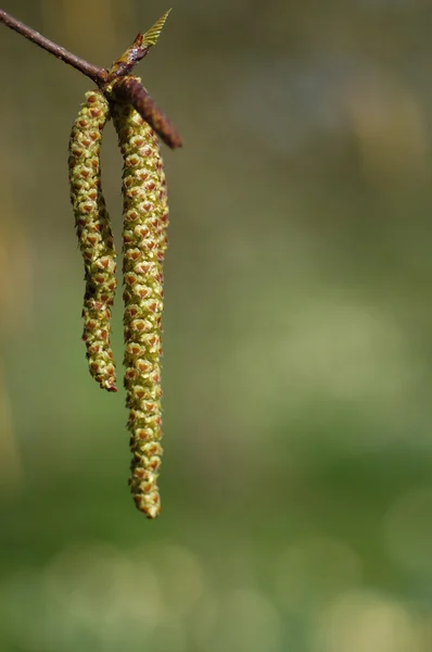 stock image Catkin