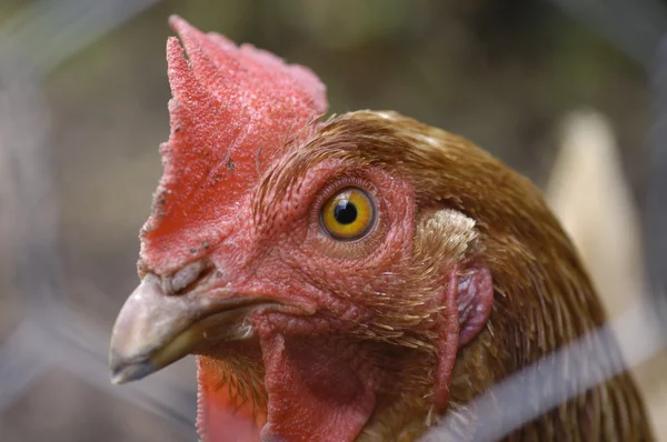 Huhn — Stockfoto