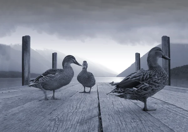 Ducks on a jetty — Stock Photo, Image