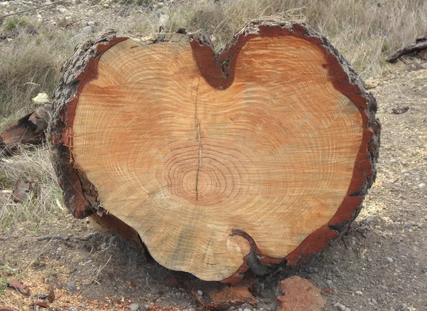 stock image Heart log