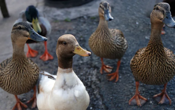 Inquisitive ducks — Stock Photo, Image