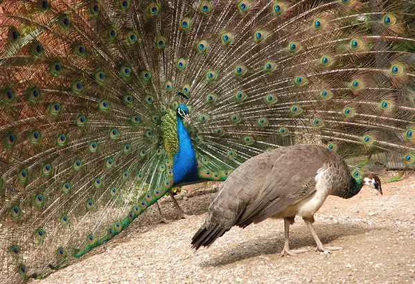 Peacock and peahen — Stock Photo, Image