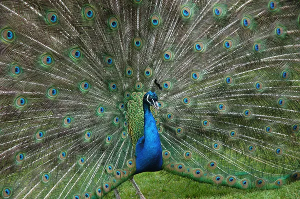 Peacock staart — Stockfoto