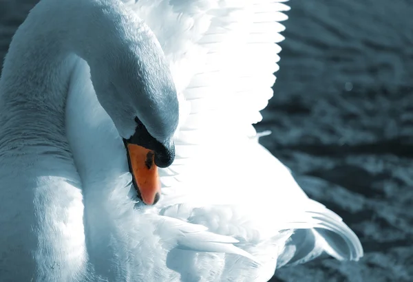 stock image Preening swan