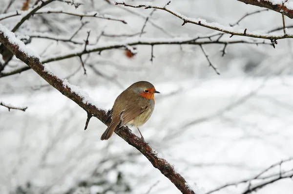 Robin en la nieve — Foto de Stock