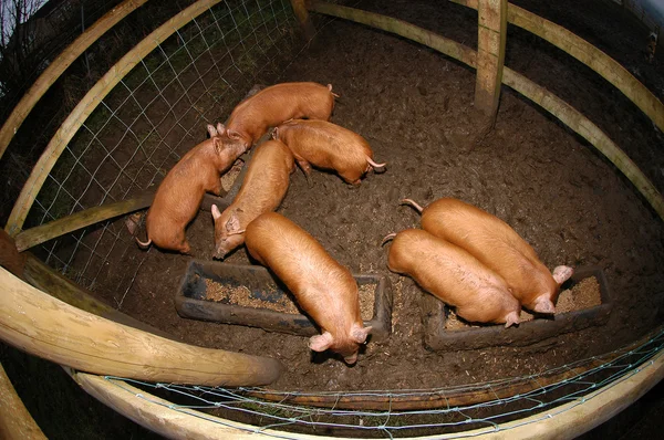 Tamworth piglets — Stock Photo, Image