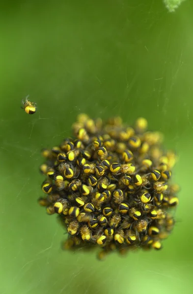 Garden spiders — Stock Photo, Image