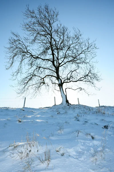 Дерево в зимовий період — стокове фото