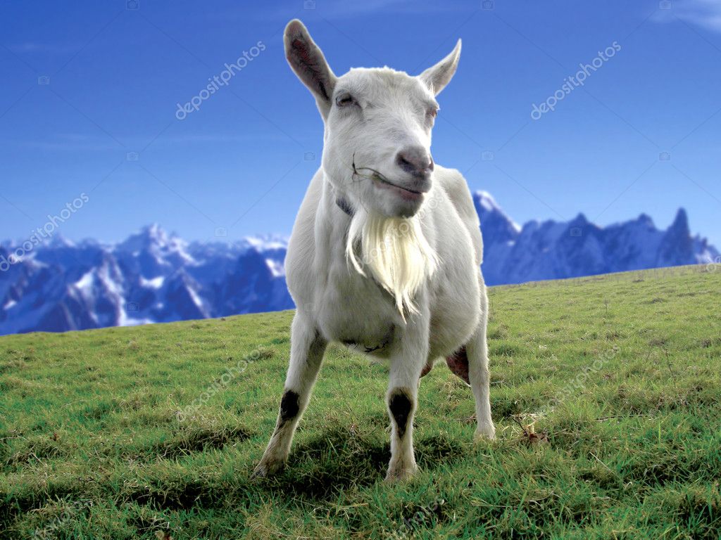 Alpine Goat — Stock Photo © tezzstock #8186335