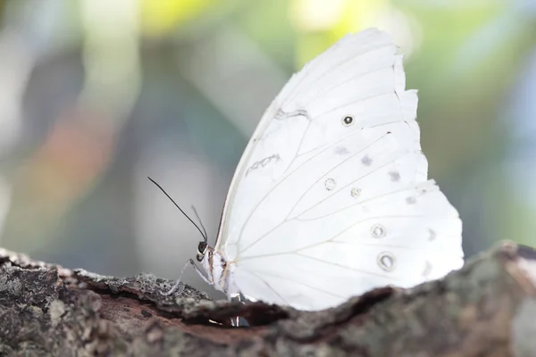 Fluture alb — Fotografie, imagine de stoc
