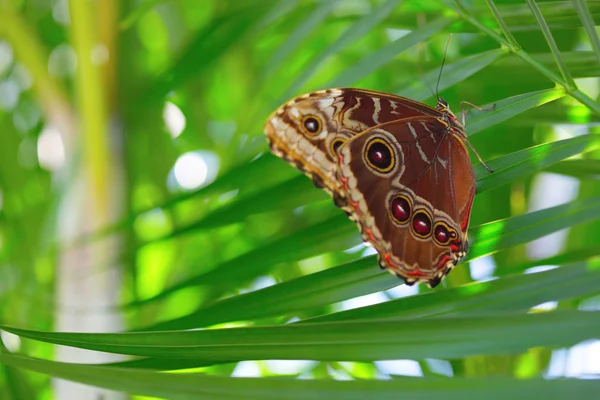 Kupu-kupu pada daun palem — Stok Foto