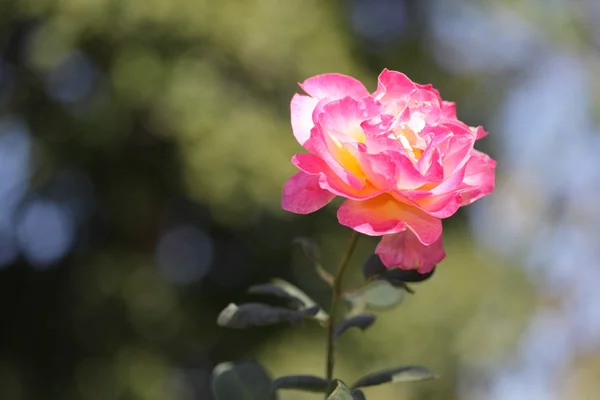 stock image Pink rose