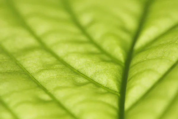 stock image Green leaf macro