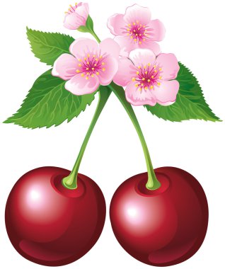 Cherry blossom clipart