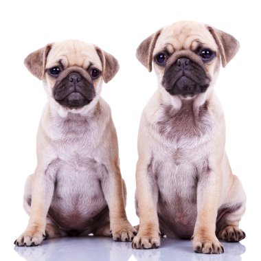iki sevimli pug köpek yavrusu köpek