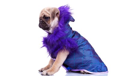 Side view of a cute pug puppy dog wearing clothes clipart