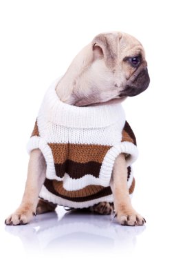Cute mops puppy dog wearing clothes clipart