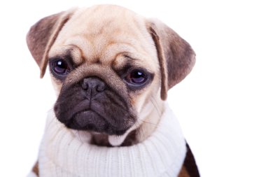 Cute and sad sad pug puppy dog isolated on white clipart