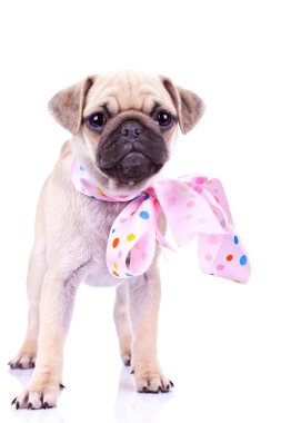 Cute mops puppy dog wearing a pink ribbon clipart