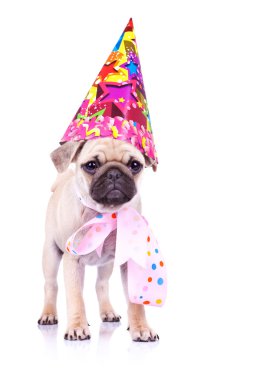 Cute mops puppy dog ready for party clipart