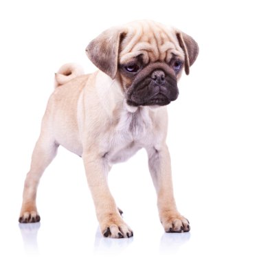 Cute pug puppy dog standing clipart