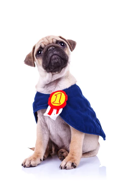 Schattige kleine pug puppy hond kampioen zitten — Stockfoto